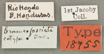 Media type: image; Entomology 18755   Aspect: labels